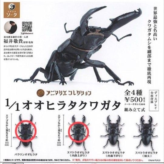 Amazon.co.jp: アニマリエコレクション 1 1オオヒラタクワガ ／ タ